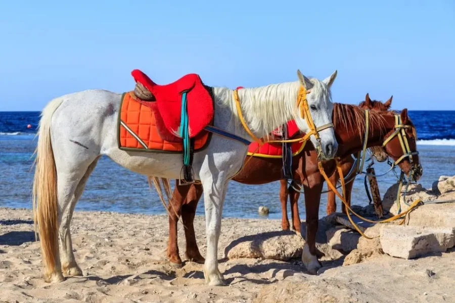 Tourist horseback riding through desert trails with a Red Sea view in Hurghada