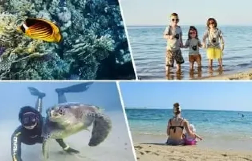 Abu Dabbab Adventure: Swim with Sea Turtles and Explore Coral Reefs