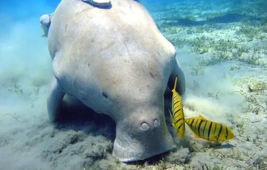 Abu Dabbab Adventure: Swim with Sea Turtles and Explore Coral Reefs