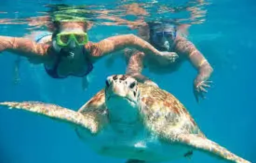 Abu Dabbab Adventure: Swim with Sea Turtles and Explore Coral Reefs